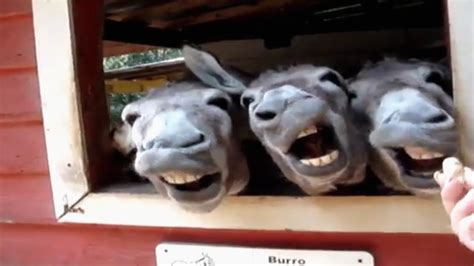 Funny Donkey Faces