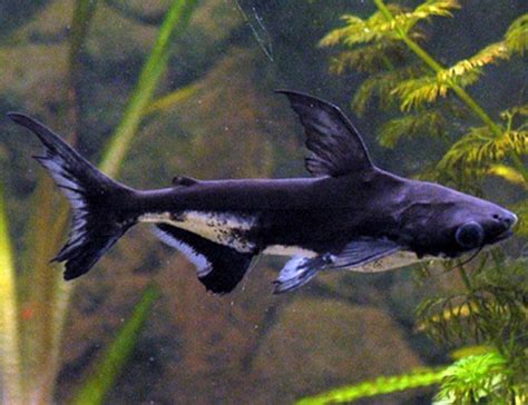 Freshwater Tropical Iridescent Pangasius Shark | Arizona Aquatic Gardens