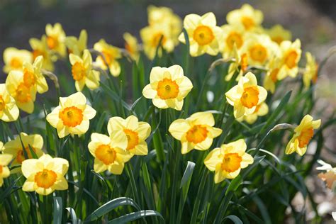 6 Easy-to-Grow Bulbs for Beautiful Spring Flowers