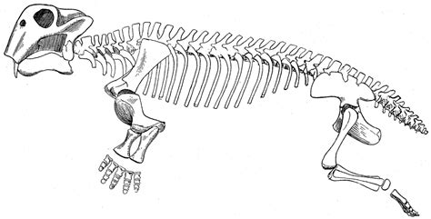 File:Lystrosaurus skeleton.jpg - Wikipedia