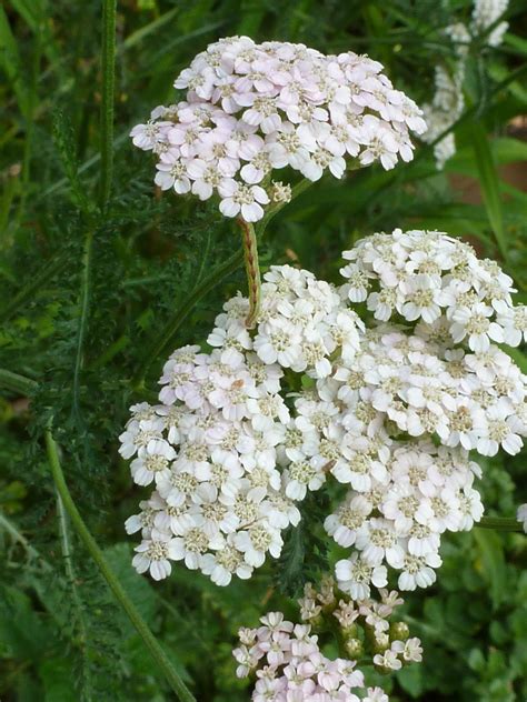 Yarrow | Drought resistant plants, Long blooming perennials, Wild plants