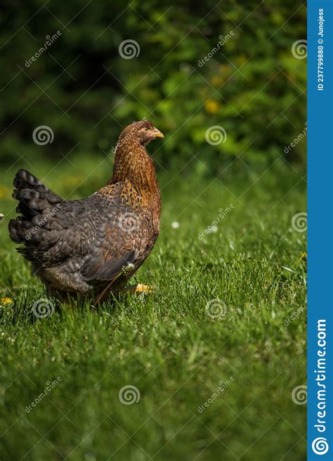 Bielefelder Hen in Nature Background Stock Photo - Image of farmyard, field: 237799880