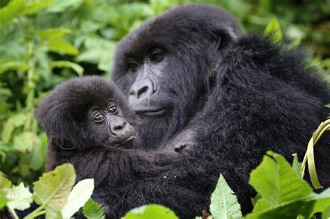 Mountain gorillas in Rwanda | Rwanda gorilla Safaris