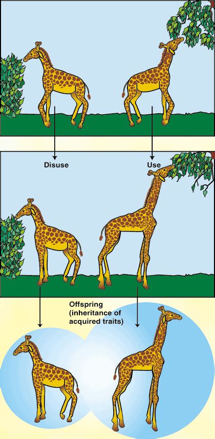 SparkNotes: Evolution and Lamarck: Lamarck: The theory of transformation