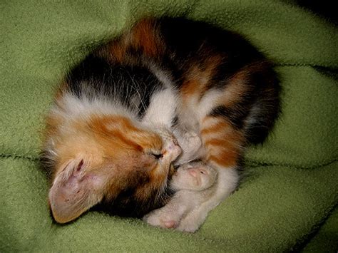 June 8: Calico Kitten | Calico kitten sleeping | Flickr