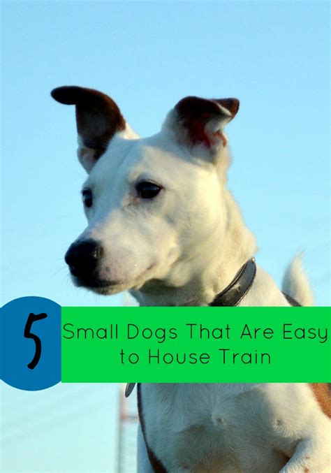 5 Small Dogs That Are Easy to House Train - DogVills