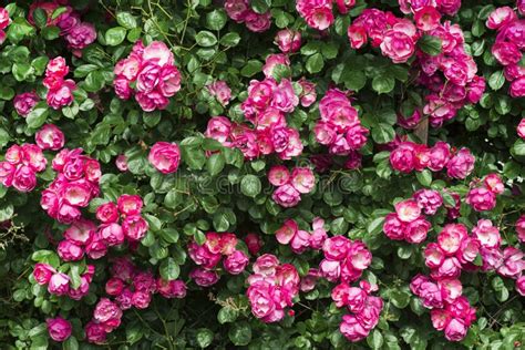 Pink rose bush stock photo. Image of natural, green - 184112962