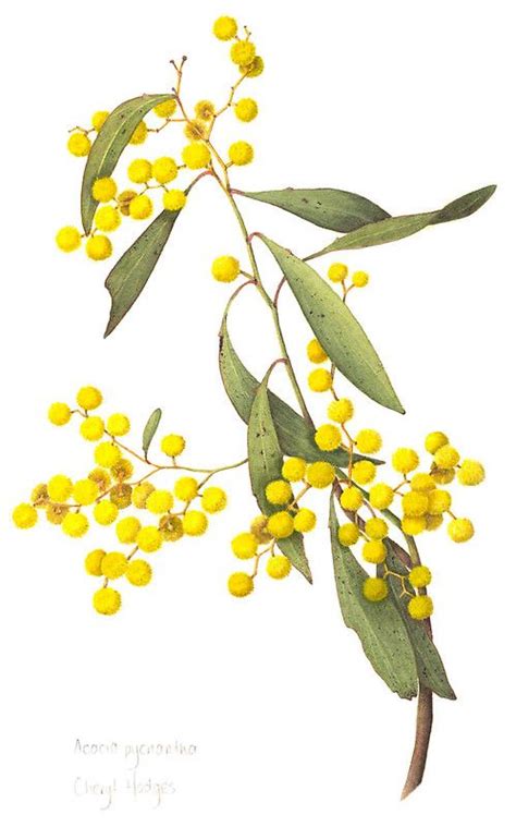 1st September, “Wattle Day” – Mount Lofty Districts Historical Society Inc.