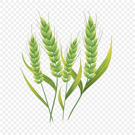 Free Clipart Of Wheat Plants