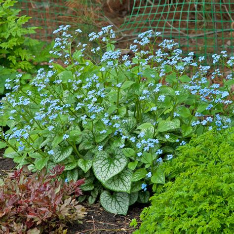 Brunnera macrophylla 'Jack Frost' for sale | Shop Stuart's – Stuart's Landscaping & Garden ...