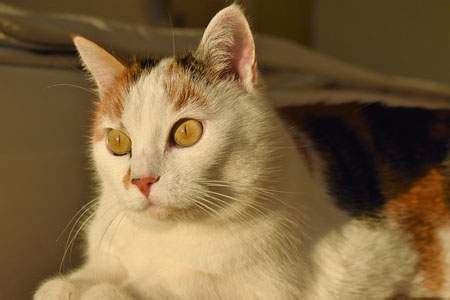 Vaccine Associated Sarcoma in Cats - Cat World