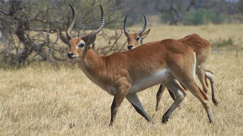 Red Lechwe antelopes by Mareko Marciniak - Photo 36227164 / 500px