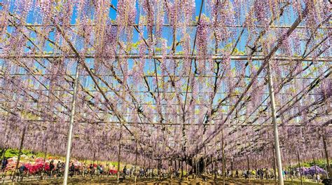 Ashikaga Flower Park Tours - Book Now | Expedia