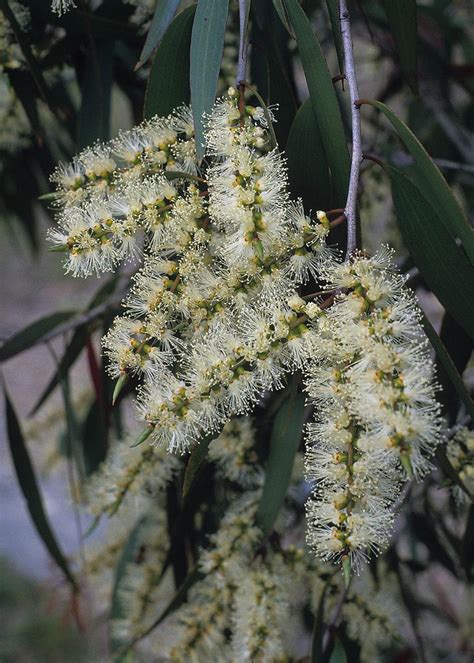 Melaleuca leucadendra | Australian trees, Unique trees, Melaleuca