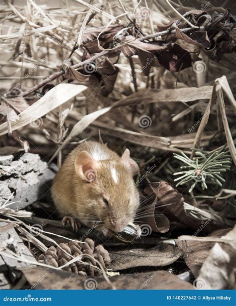 Brown mouse field stock photo. Image of brown, wild - 140227642