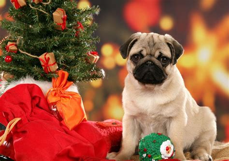 Christmas Dog Wallpapers - Wallpaper Cave