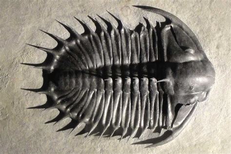 Phanerozoic Eon Facts: The Current Eon In The Geologic Time Scale