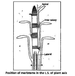 State the location and function of different types of Meristems.