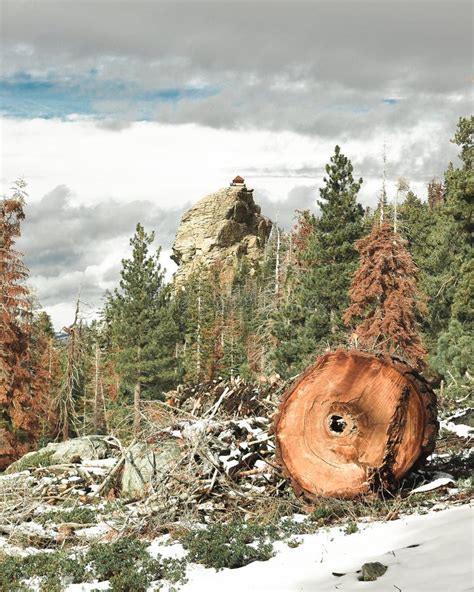 A Fire Lookout Seen through the Forest Stock Photo - Image of cracks ...