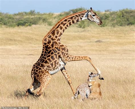 Giraffe accidentally kills her newborn calf with lethal kick while ...