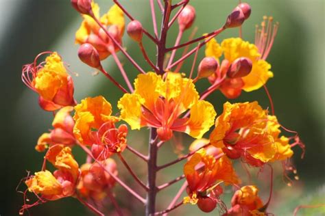 Plant Pride of Barbados - VIvero Growers Nursery