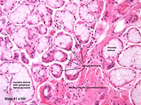 Salivary gland histology