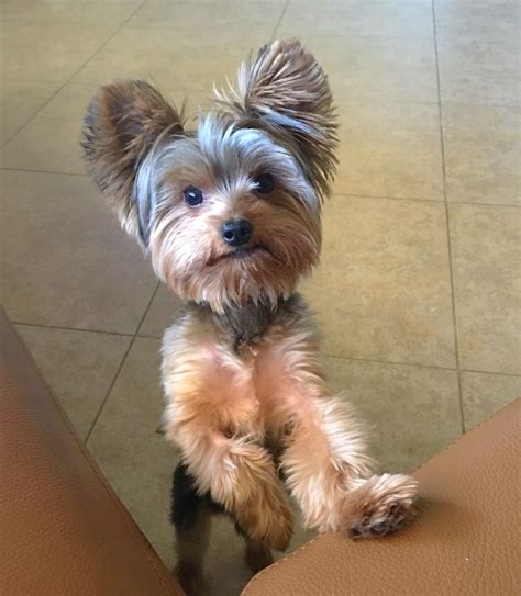 Duke of Yorkie at 9 months old 4.7lbs still the King of the house ...