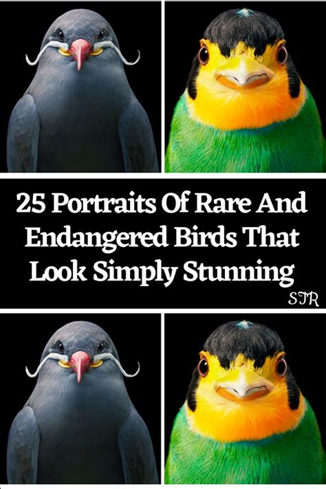 25 portraits of rare and endangered birds that look simply stunning ...