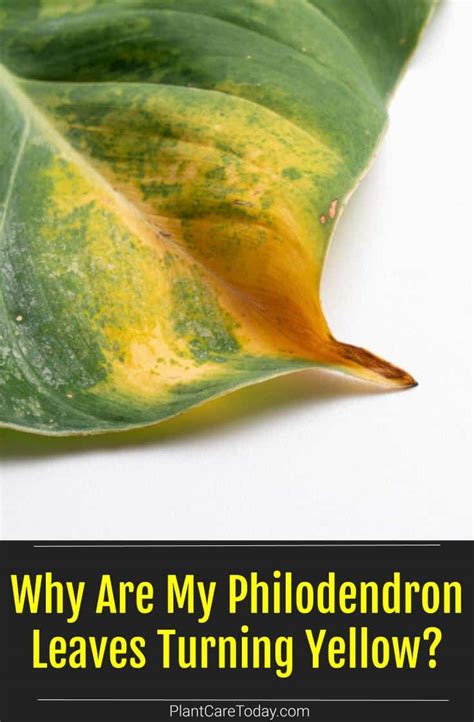 Why Are My Philodendron Leaves Turning Yellow?