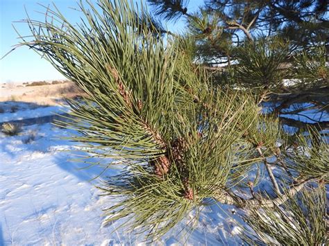 Ponderosa Pine (U.S. National Park Service)