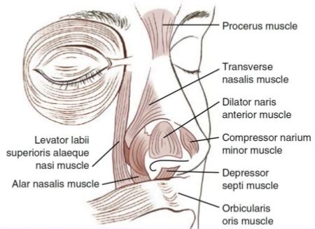 Head and Neck Muscles - Easy Functioning And Locations