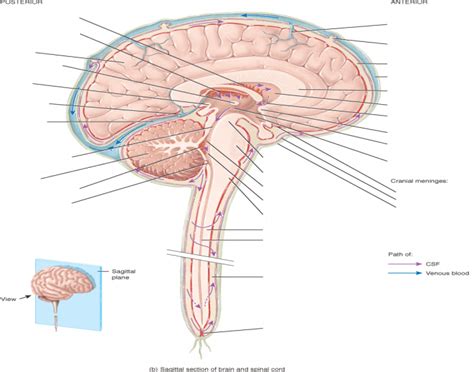 Choroid Plexuses Quiz