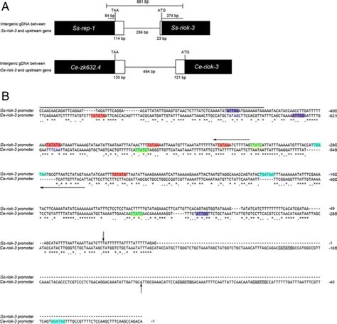 Diagram of upstream gene and intergenic regions of the genes Ss-riok-3 ...