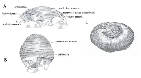 (A) Overview of the muscles of a hedgehog showing the main muscles... | Download Scientific Diagram