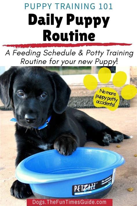 Shih Tzu Feeding Schedule For A Puppy - Shih Tzu Dog