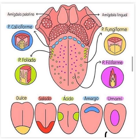 Pin em Enfermeria y Medicina