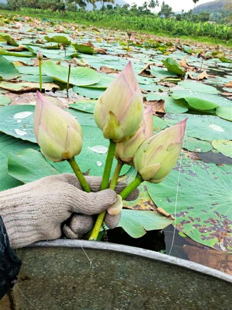 Lotus Flower , Kamal , Thamarai Poo at Rs 4/piece | Madurai | ID ...