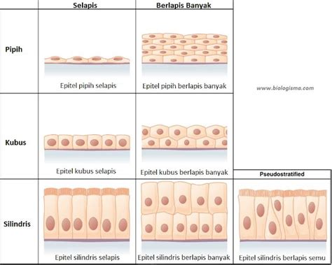 Karakteristik Jaringan Epitel - Homecare24