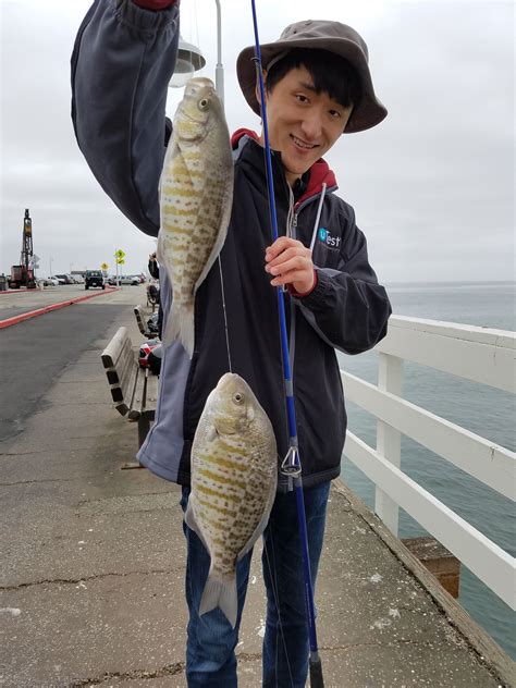 Pin on Rockfish and Lingcod