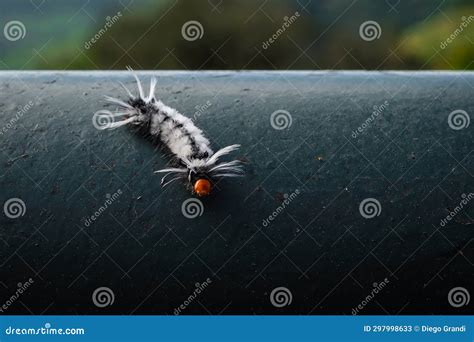 Black and White Moth Caterpillar Stock Image - Image of discovery ...