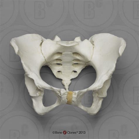 Articulated Female Pelvis with Pits of Parturition - Bone Clones ...