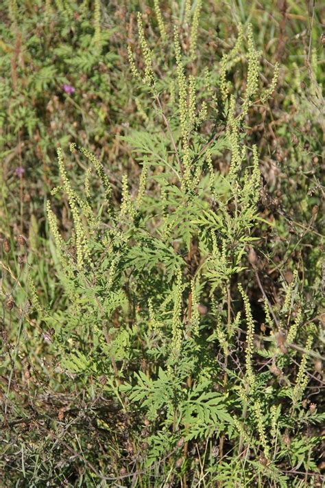 Isabella Conservation District Environmental Education Program: What Causes Hay Fever? "Not I ...