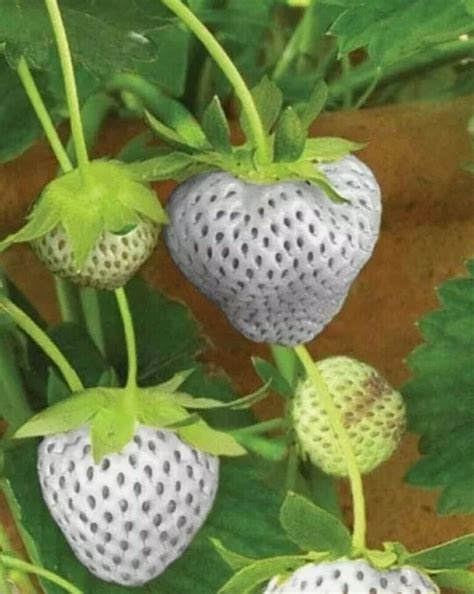 JAPANESE GIANT WHITE STRAWBERRY SEEDS 4 SALE HERE ONLINE OZ $8 + P/P ...