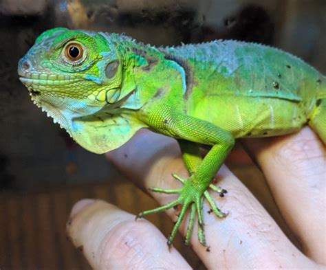 Chunk, the baby iguana. : r/reptiles