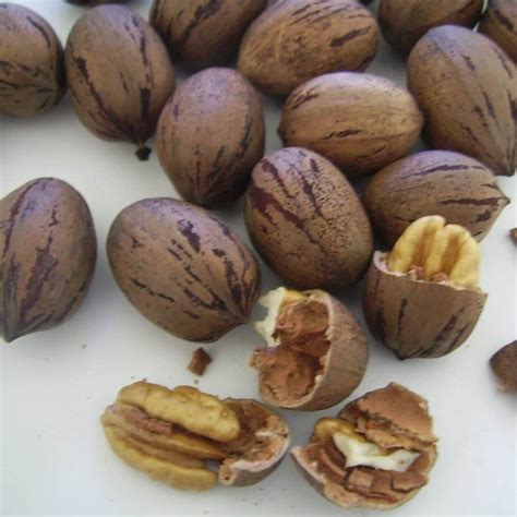 Pawnee Pecan - Food Forest Nursery