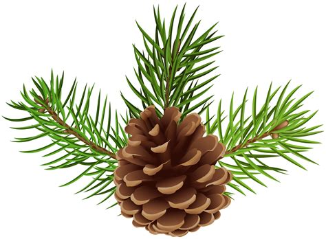 Pinecone clipart pine sprig, Pinecone pine sprig Transparent FREE for download on WebStockReview ...