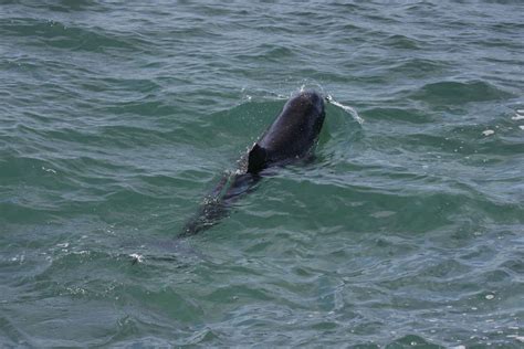 Pygmy killer whale - Whale & Dolphin Conservation USA