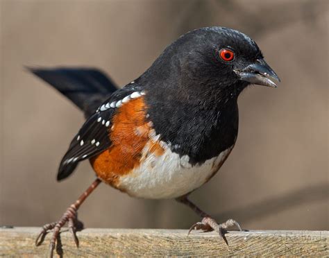 a small black and orange bird sitting on top of a wooden fence post with red eyes