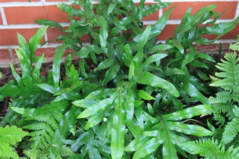 Garden Containers in Madison, Georgia: Great Ferns With Fun Names