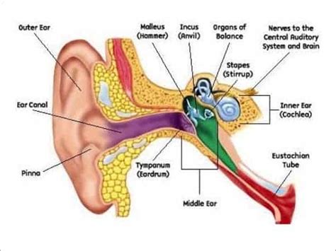 Can A Sinus Infection Cause Earache